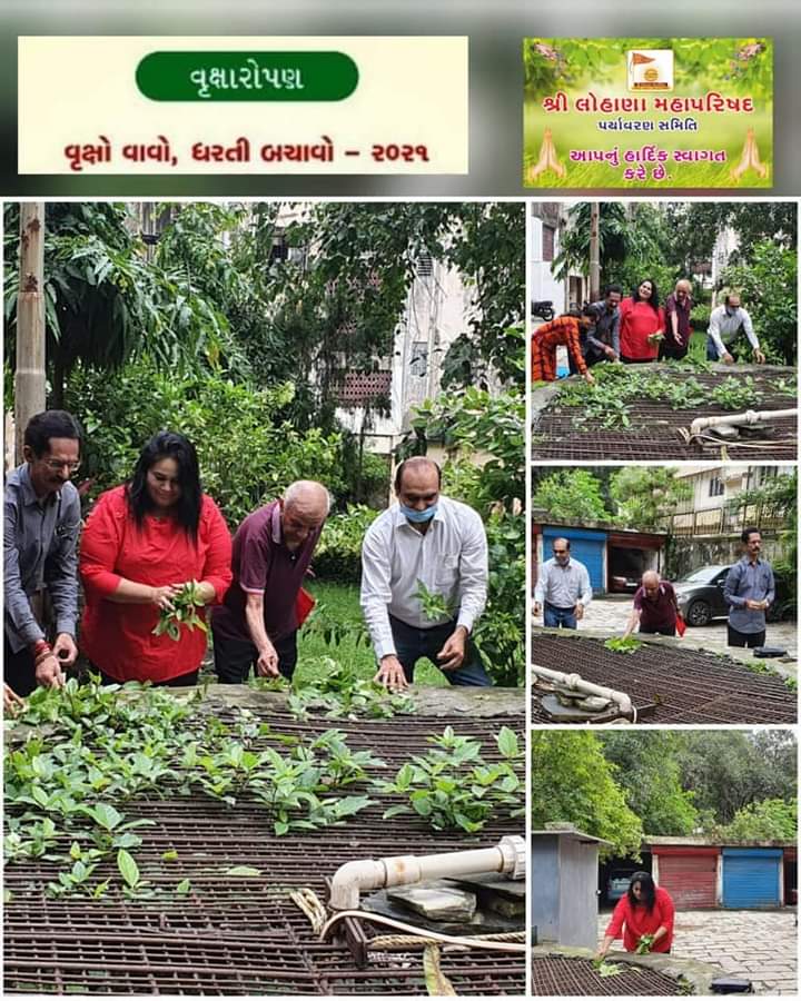 શ્રી લોહાણા મહાપરિષદ પર્યાવરણ સમિતિના સભ્યો દ્વારા રવિવાર ૨૫ જુલાઈ ૨૦૨૧ ના રોજ મુંબઈ, અમરેલી તથા રાધનપુર માં વૃક્ષારોપણ કાર્યક્રમ યોજાયા